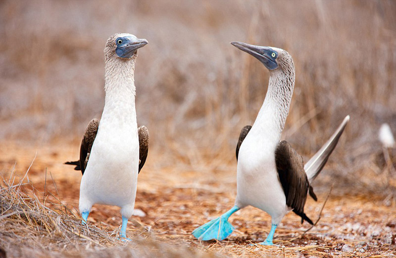 奇葩動(dòng)物照片走紅 網(wǎng)友直呼長(zhǎng)見識(shí)（組圖）