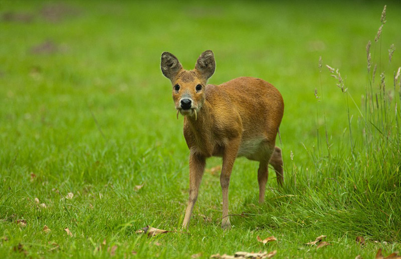 奇葩動物照片走紅 網友直呼長見識（組圖）