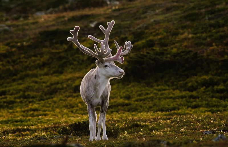 奇葩動物照片走紅 網友直呼長見識（組圖）