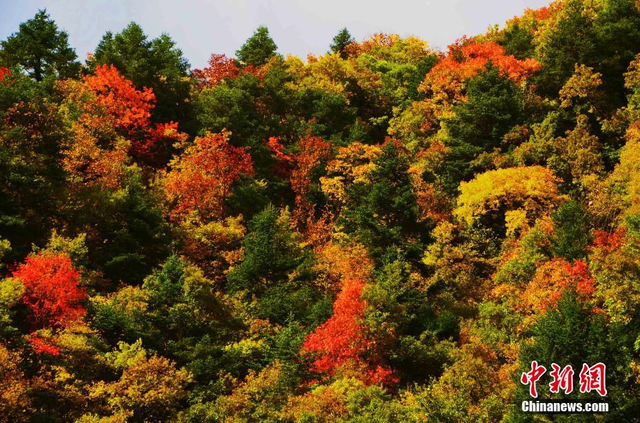 四川黑水滿山紅葉 猶如天然彩色畫(huà)卷（組圖）