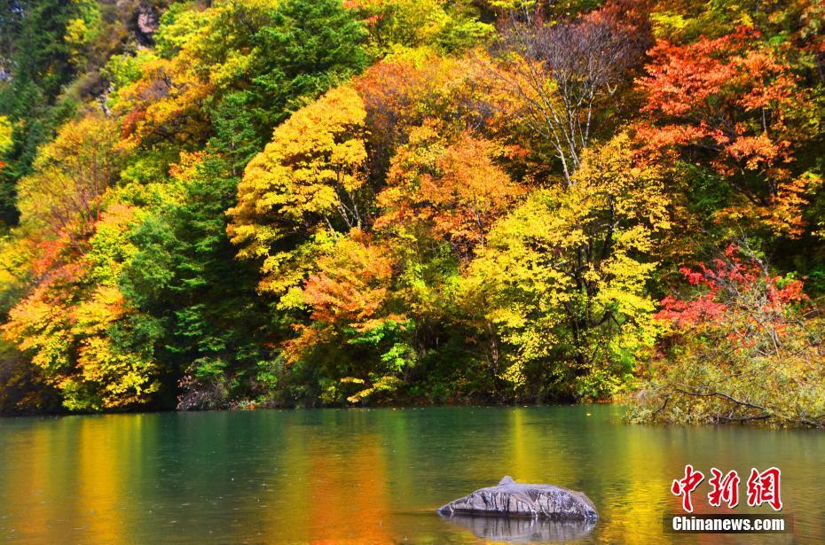 四川黑水滿山紅葉 猶如天然彩色畫卷（組圖）