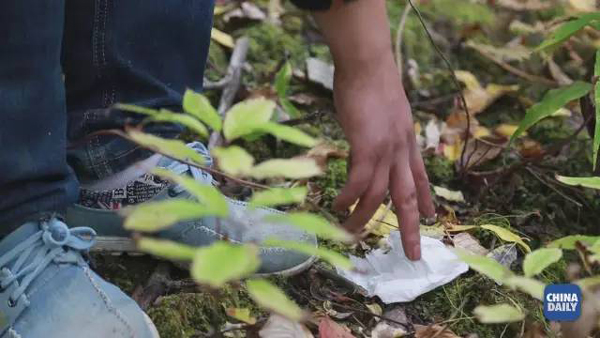 小康之路:他們曾經是伐木人,如今卻成了護林員和藏香廠老板丨解碼中國