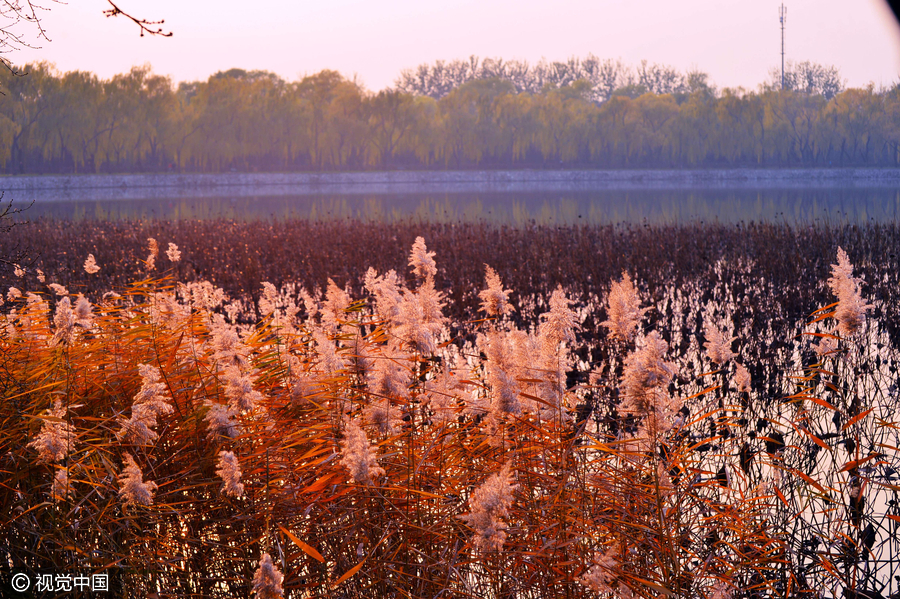 北京頤和園迎初冬 迷人景象似江南水鄉（組圖）