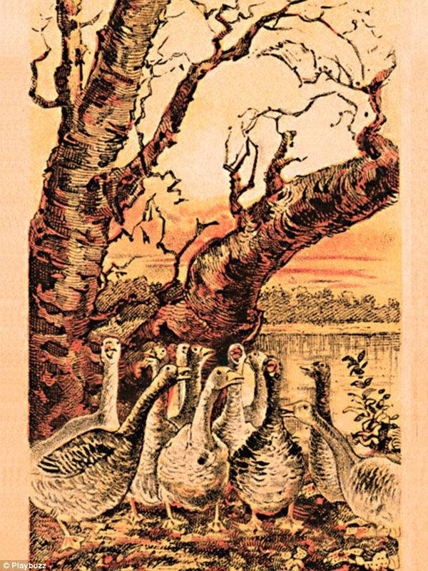 新春游戲:你能在這一群母雞中找出公雞嗎?