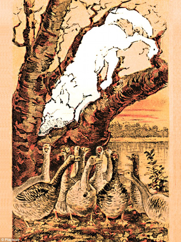 新春游戲:你能在這一群母雞中找出公雞嗎?