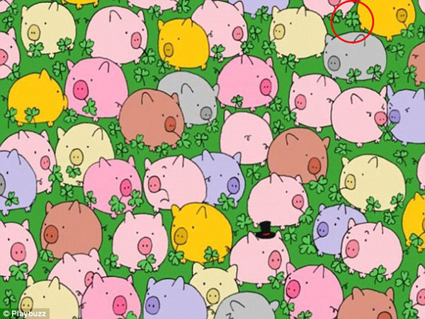 新春游戲:你能在這一群母雞中找出公雞嗎?