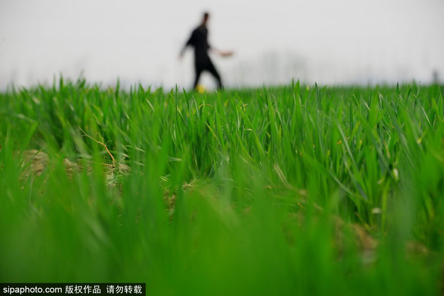 春回大地草木萌動 盤點那些農田光景返樸歸真（組圖）