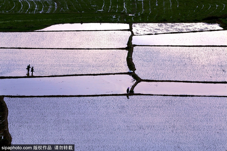 春回大地草木萌動 盤點那些農(nóng)田光景返樸歸真（組圖）