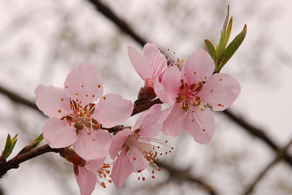 如何地道地跟老外聊“春天”?