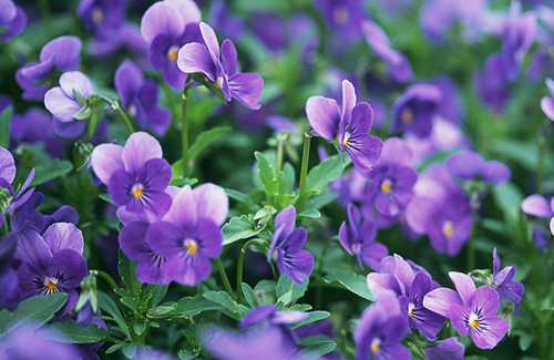 如何地道地跟老外聊“春天”?