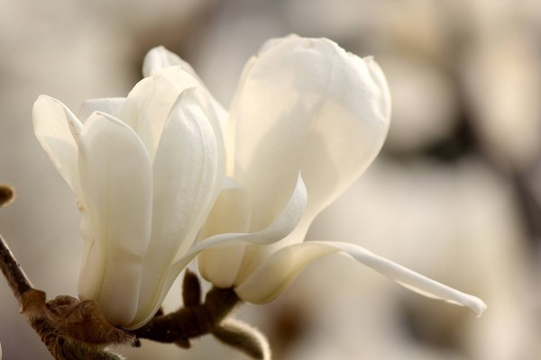 如何地道地跟老外聊“春天”?