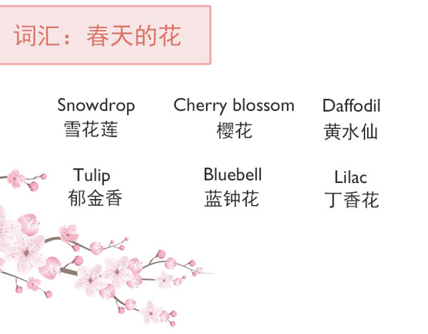 “花語(yǔ)”：和花有關(guān)的英語(yǔ)表達(dá)