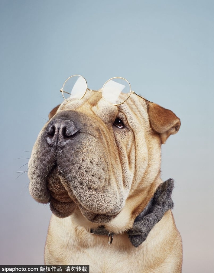 鏟屎官們看過來！狗狗“證件照”要這么拍（組圖）