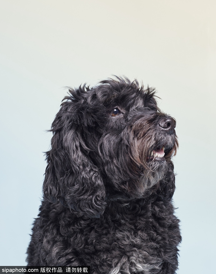 鏟屎官們看過來！狗狗“證件照”要這么拍（組圖）