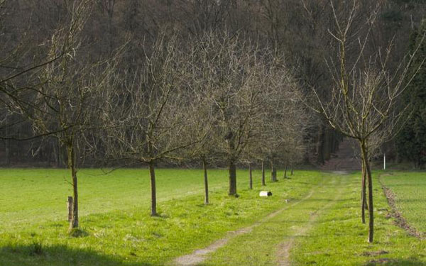 更想走“期望路線”?