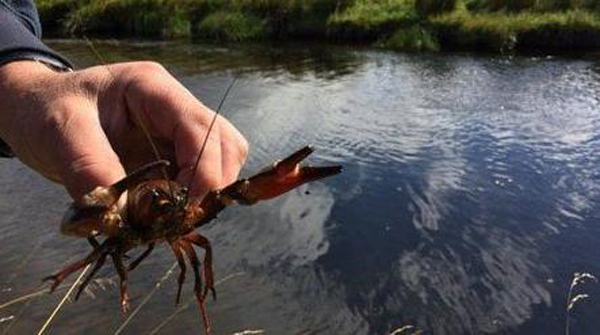 丹麥生蠔泛濫成災 中國吃貨:放著讓我來