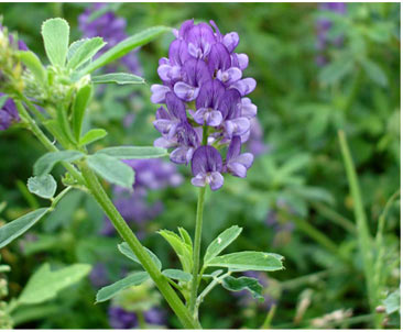 “一帶一路”引入中國(guó)的那些食材（組圖）