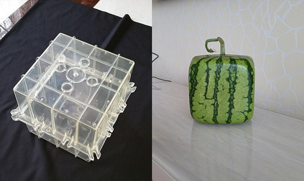 五角星黃瓜、方形西瓜、骷髏頭南瓜 神奇模具讓果蔬大變身