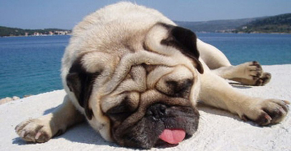 解暑知識小科普 這個夏天讓你“透心涼、心飛揚”