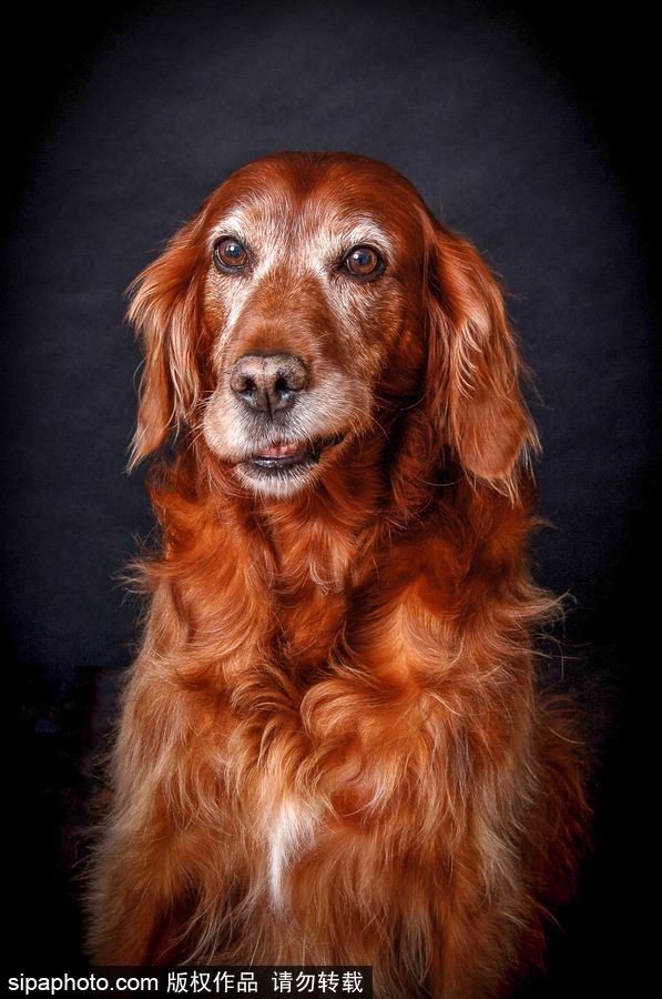 人類最好的朋友 英國年度狗狗攝影師獲獎作品（組圖）