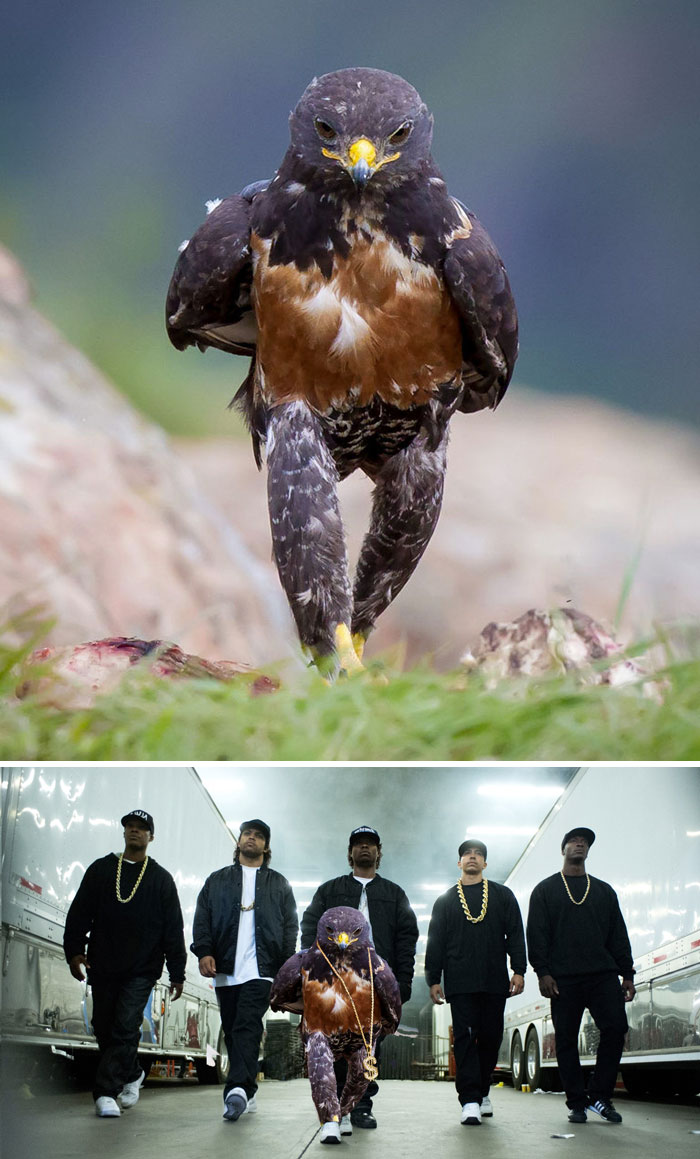 網(wǎng)絡(luò)PS大戰(zhàn)：誰(shuí)是贏家？（組圖）