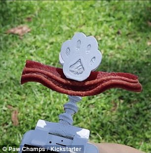 寵物拍照神器,你家汪星人終于能好好照相了!