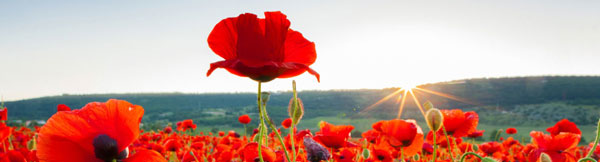 高大罌粟花綜合癥(tall poppy syndrome)