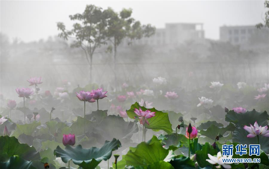 雨后晨霧中的夢幻荷塘（組圖）