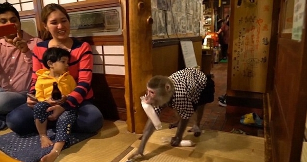 日本酒館生意經：可愛的猴子當服務員，香蕉變工資