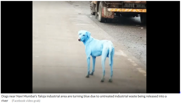 印度孟買(mǎi)：工業(yè)廢水導(dǎo)致郊區(qū)的狗變成藍(lán)色