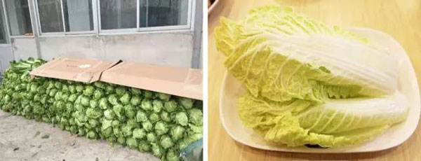 “南北差異”大討論：南方買菜買一頓，北方買菜買一噸？