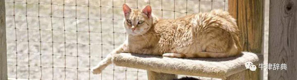 近期熱詞:從dreamer到catios