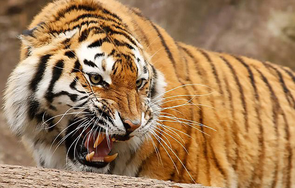 寵物不想養(yǎng)了怎么辦？瑞士人民的做法是送到動物園喂老虎!