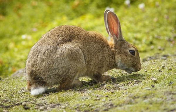 寵物不想養(yǎng)了怎么辦？瑞士人民的做法是送到動物園喂老虎!