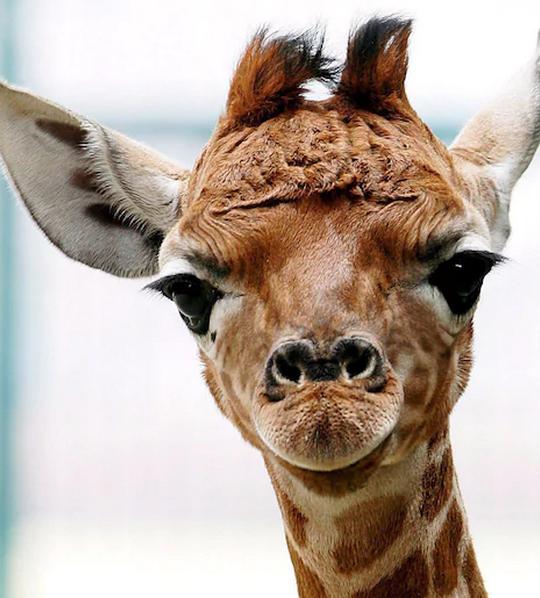 今年萬圣節扮什么？大數據幫你推薦了10種選擇