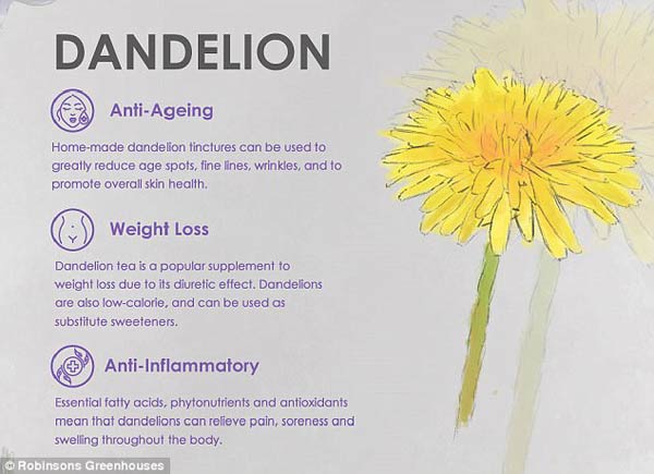 專家揭秘鮮花天然美容法 皺紋、痘痘、黑眼圈全搞定