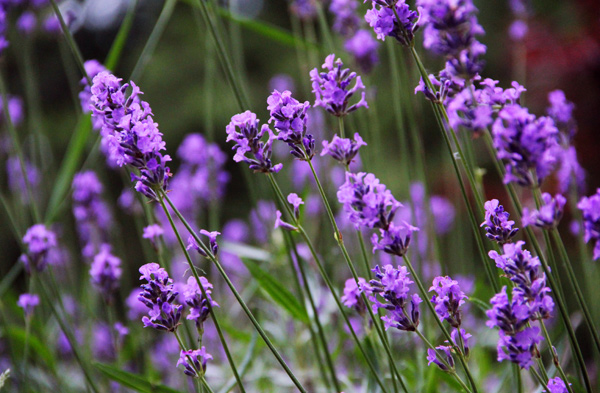 專家揭秘鮮花天然美容法 皺紋、痘痘、黑眼圈全搞定