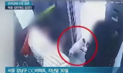 明星愛犬咬傷鄰居間接致其死亡,寵物不拴繩害人也害狗