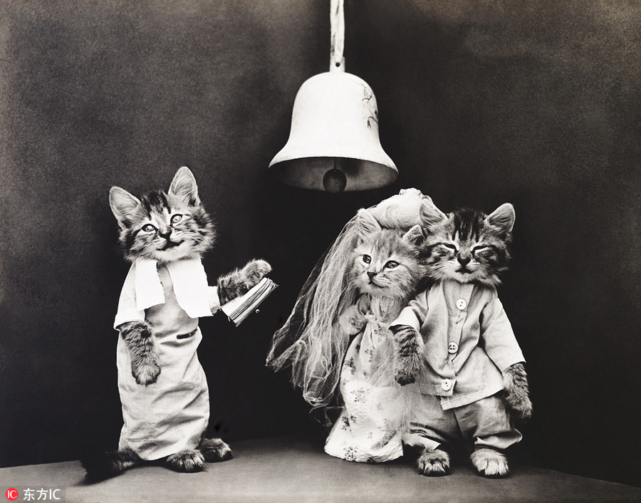 萌物過家家!一個世紀(jì)前的攝影家教你如何正確吸貓吸狗