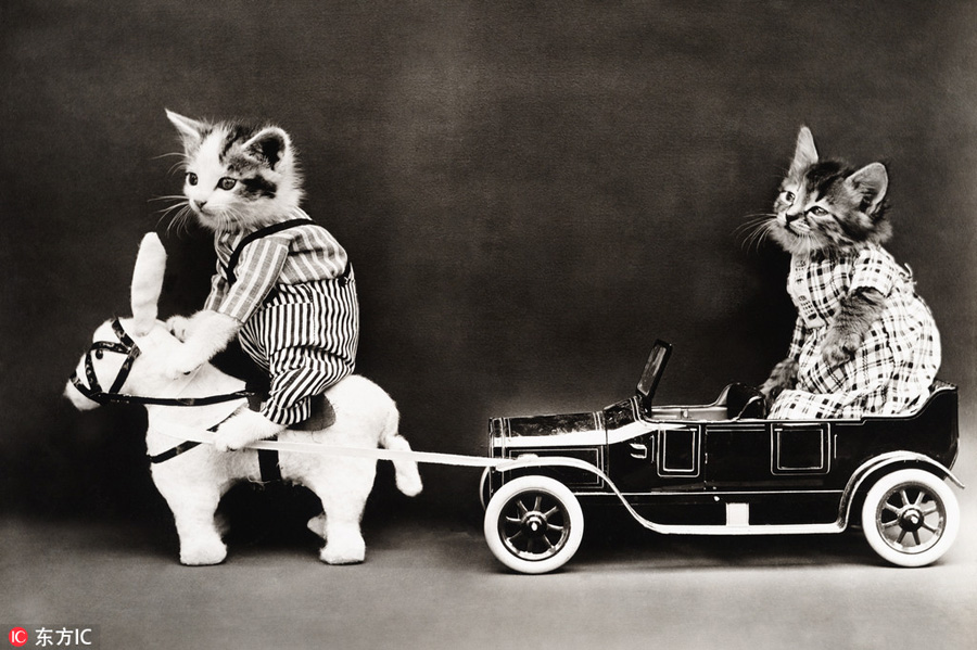 萌物過家家！一個(gè)世紀(jì)前的攝影家教你如何正確吸貓吸狗