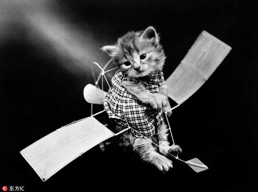 萌物過家家！一個世紀前的攝影家教你如何正確吸貓吸狗