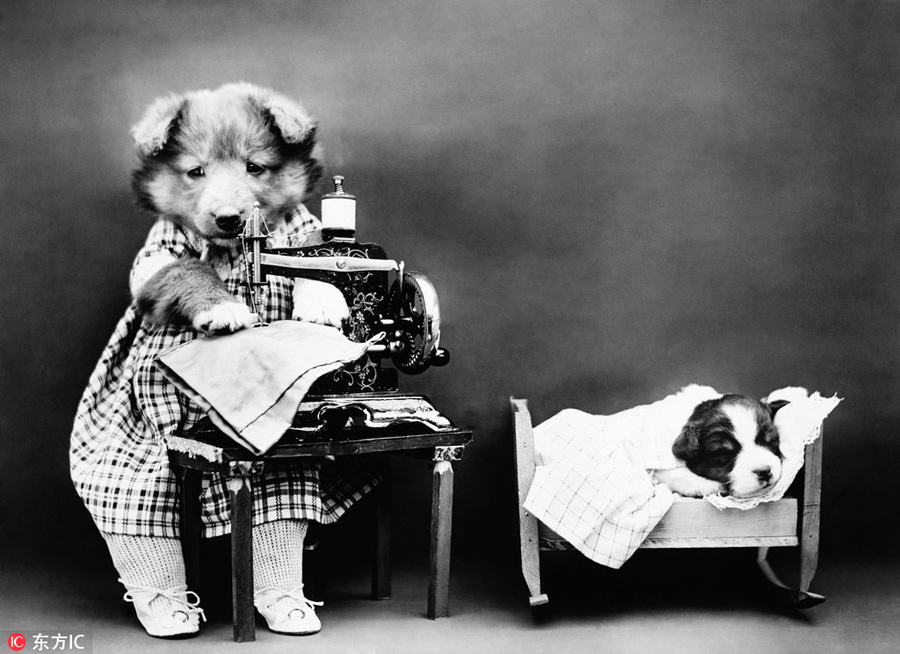萌物過家家！一個(gè)世紀(jì)前的攝影家教你如何正確吸貓吸狗
