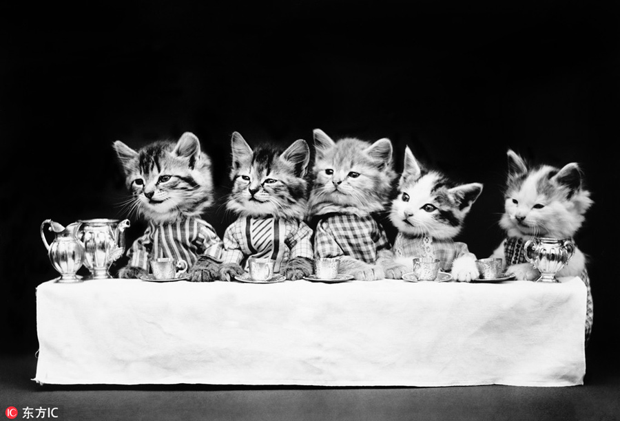 萌物過家家！一個世紀前的攝影家教你如何正確吸貓吸狗