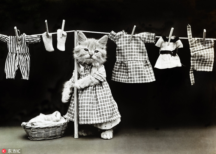 萌物過家家！一個世紀(jì)前的攝影家教你如何正確吸貓吸狗