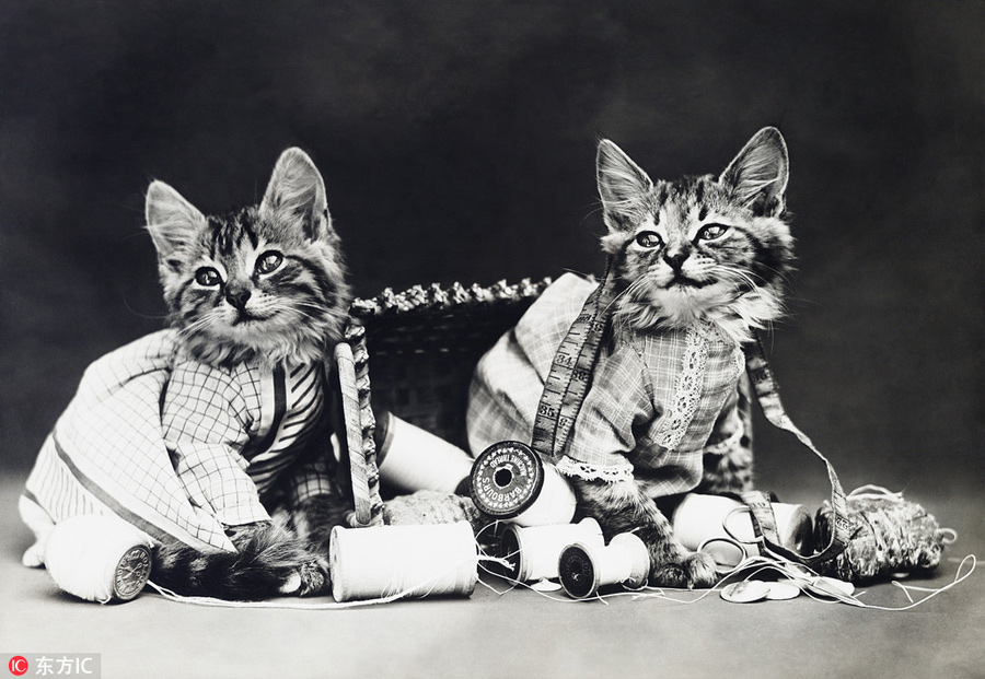 萌物過家家！一個世紀前的攝影家教你如何正確吸貓吸狗