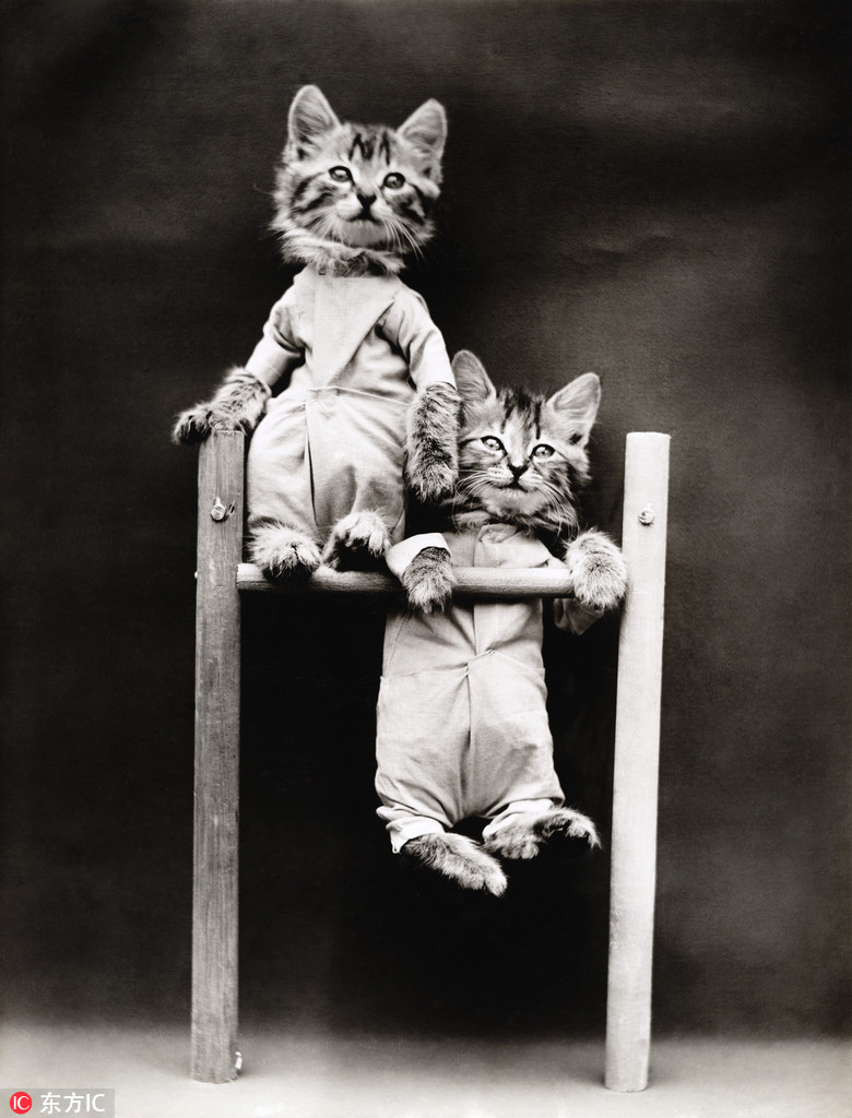 萌物過家家！一個(gè)世紀(jì)前的攝影家教你如何正確吸貓吸狗