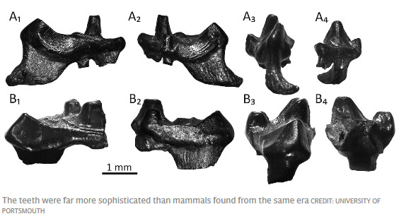 考古新發現:人類的祖先是老鼠