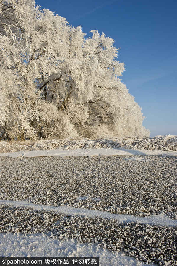 純凈的北方國度 加拿大冬日風光（組圖）