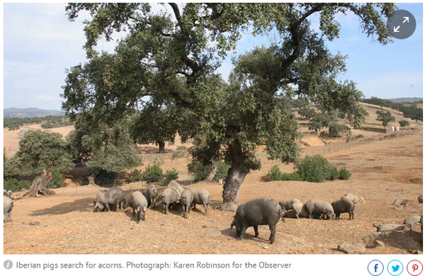 火腿告急！西班牙火腿成中國(guó)餐桌新寵