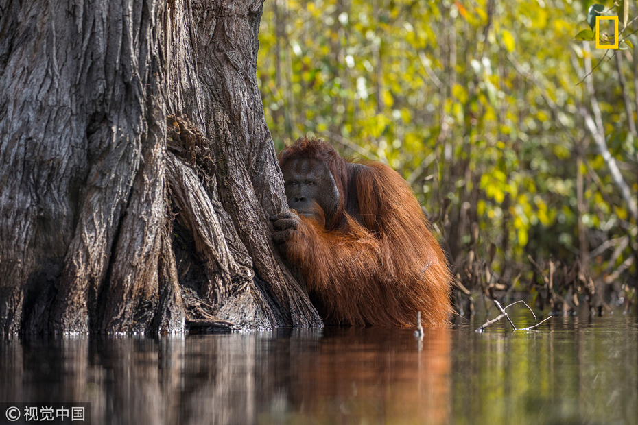 《國家地理》2017自然攝影大賽獲獎作品 美得令人窒息（組圖）